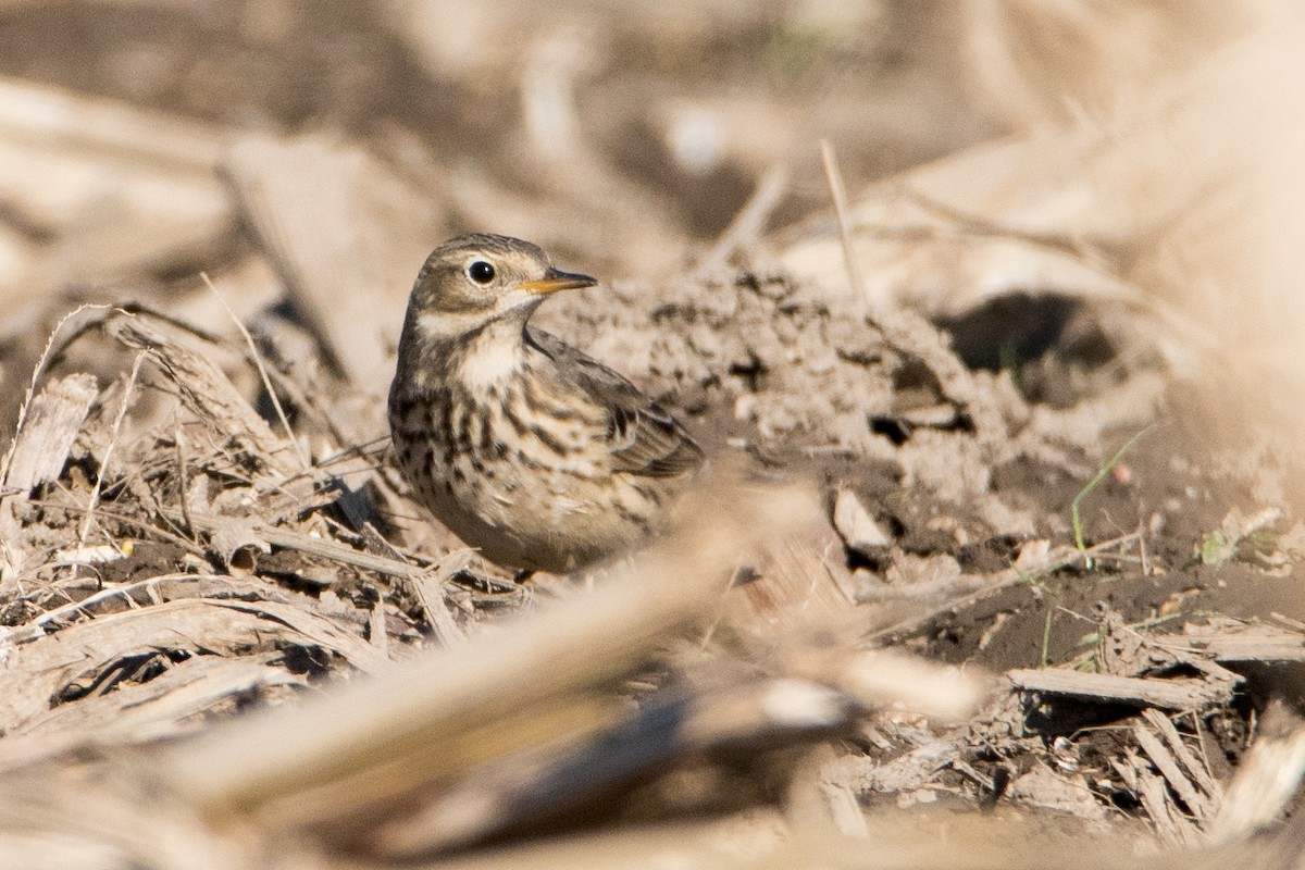 American Pipit - Sue Barth