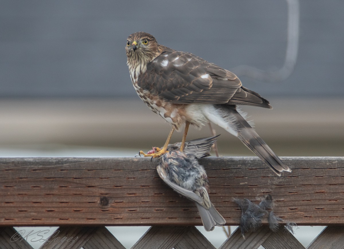 Sharp-shinned Hawk - ML184920041