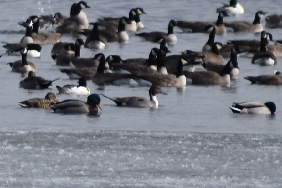 Northern Pintail - ML184920441