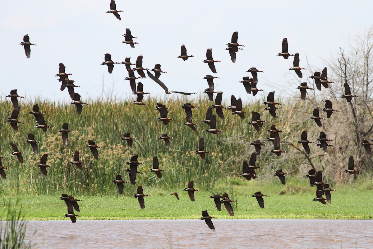 White-faced Whistling-Duck - ML184920451