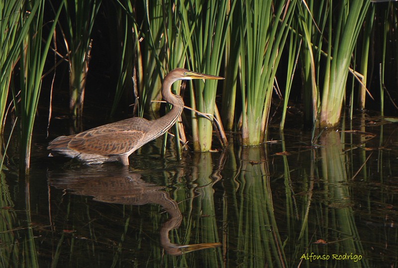 Purple Heron - ML184920621