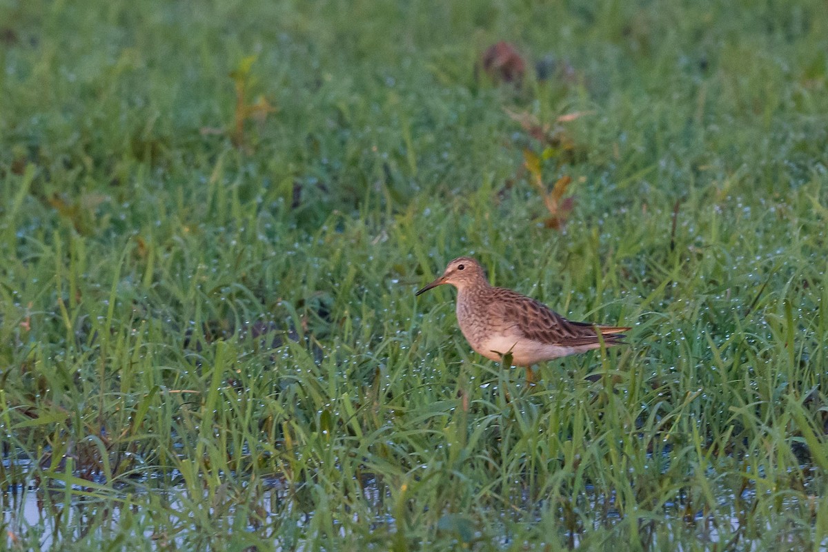 Pectoral Sandpiper - ML184923041