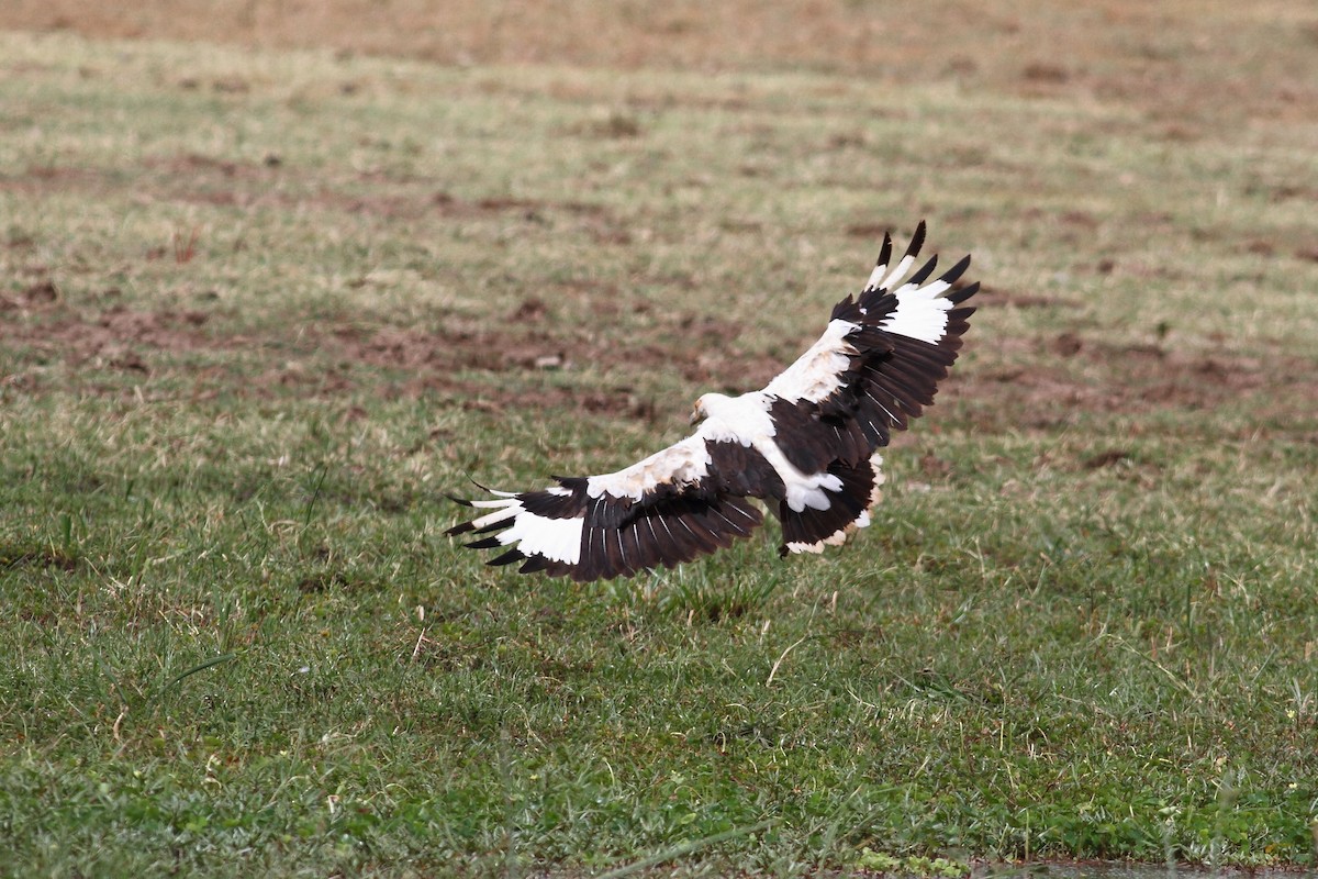 Palm-nut Vulture - Arto Keskinen