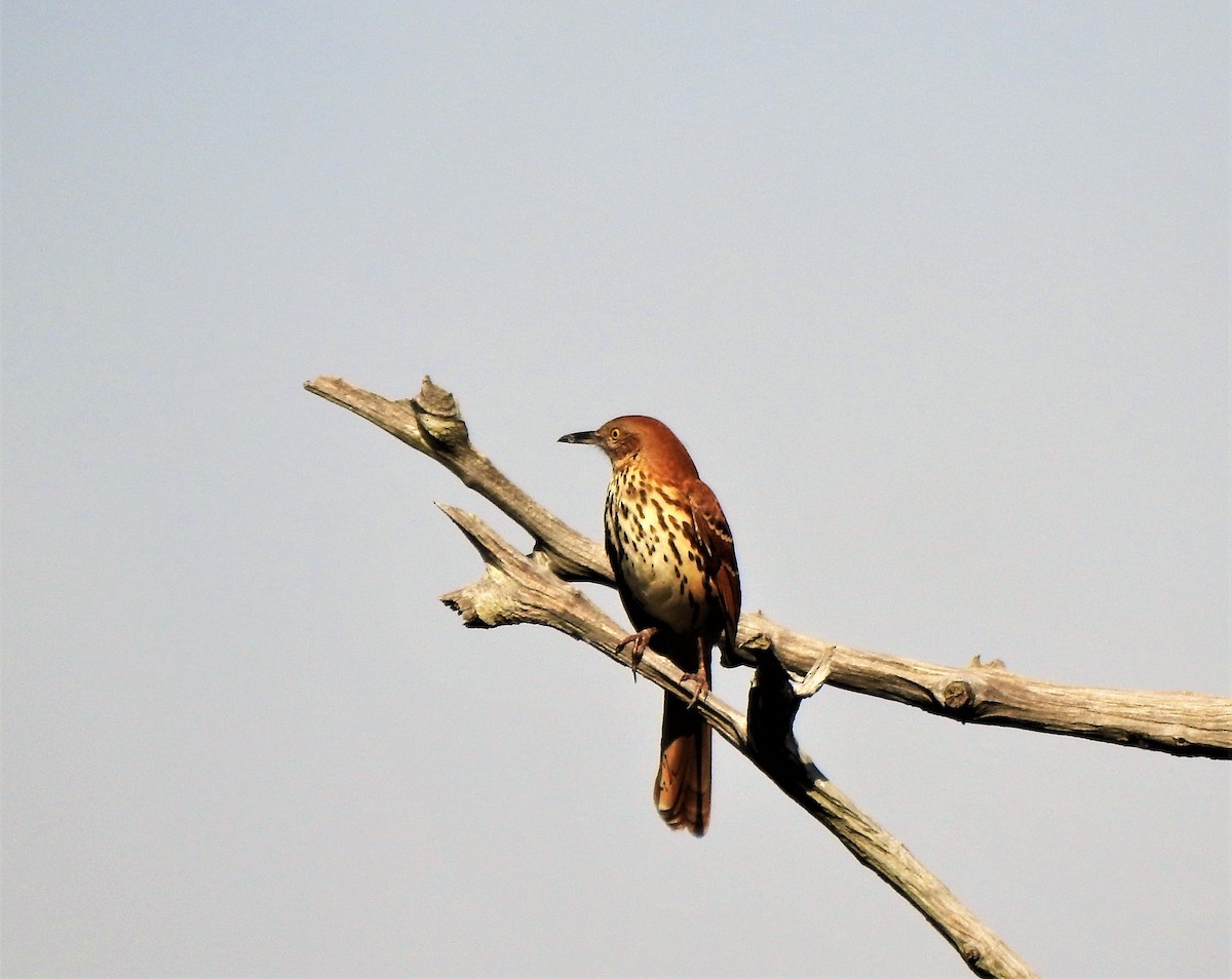 Brown Thrasher - Sharon Wilcox