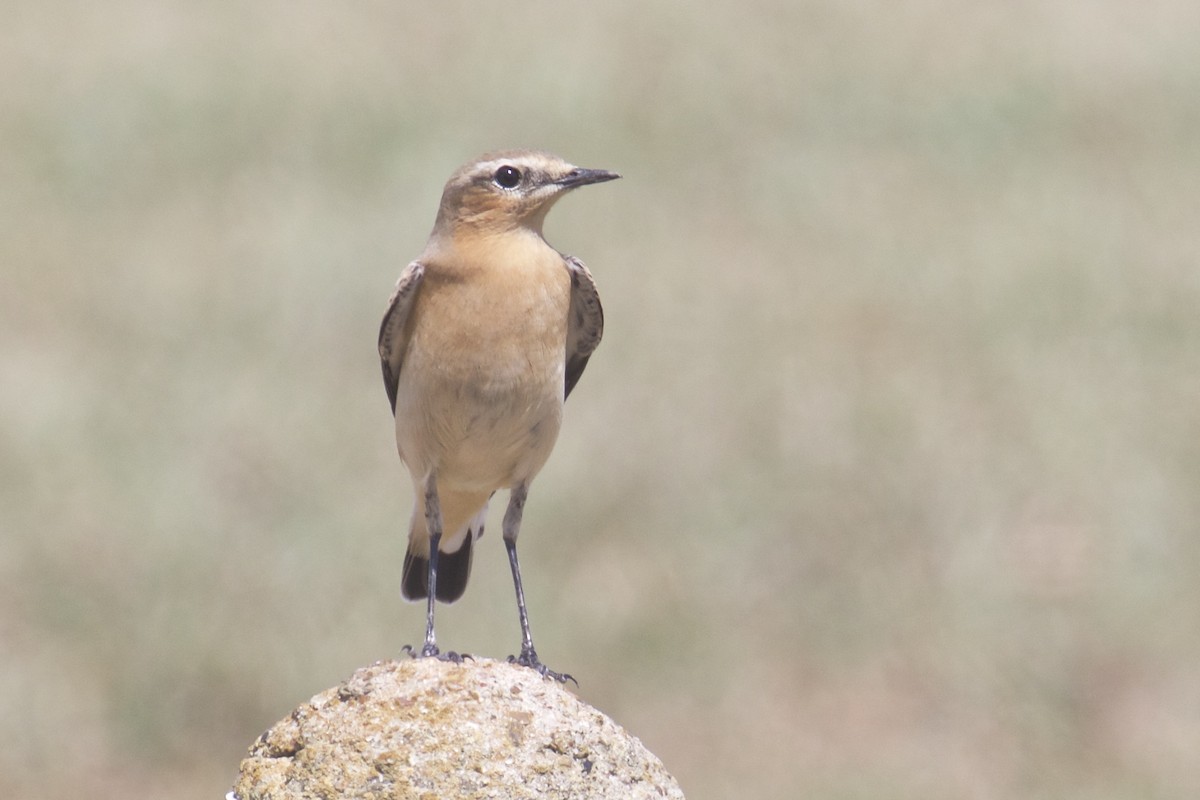 Northern Wheatear - ML184924181