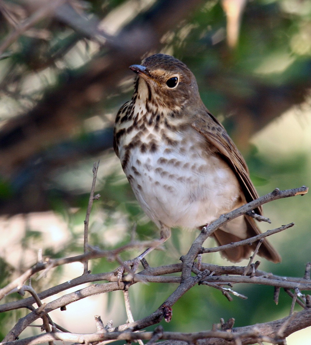 Swainson's Thrush - ML184925891