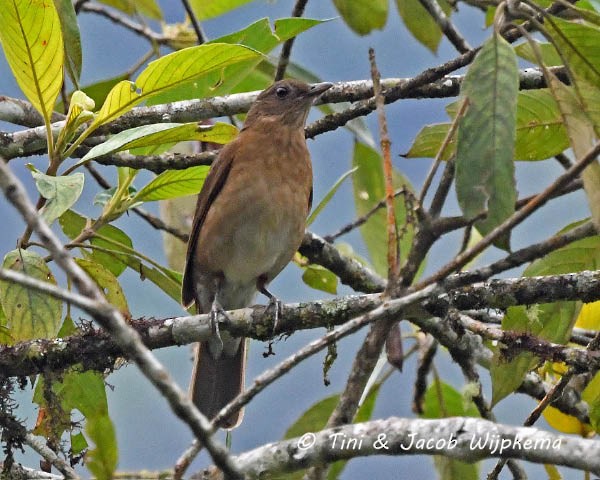 Hauxwell's Thrush - ML184926321