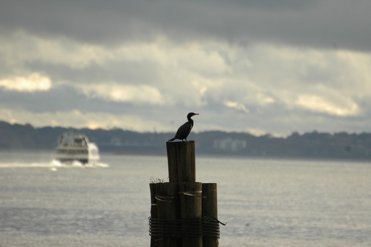 Double-crested Cormorant - ML184926901