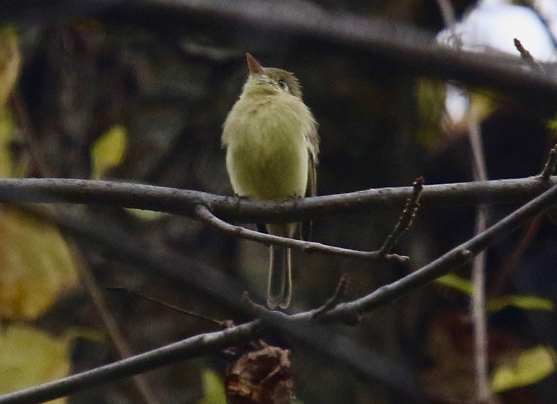 Western Flycatcher (Pacific-slope) - ML184931271