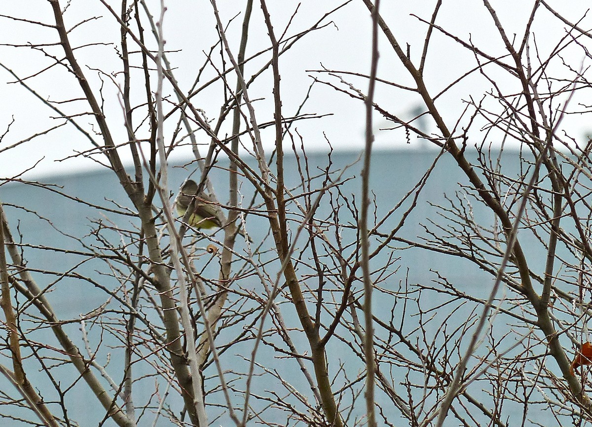 Eastern Phoebe - Marc Lichtenberg