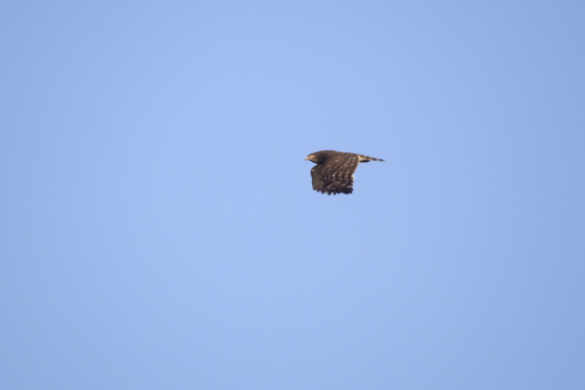 Black-chested Snake-Eagle - ML184935541