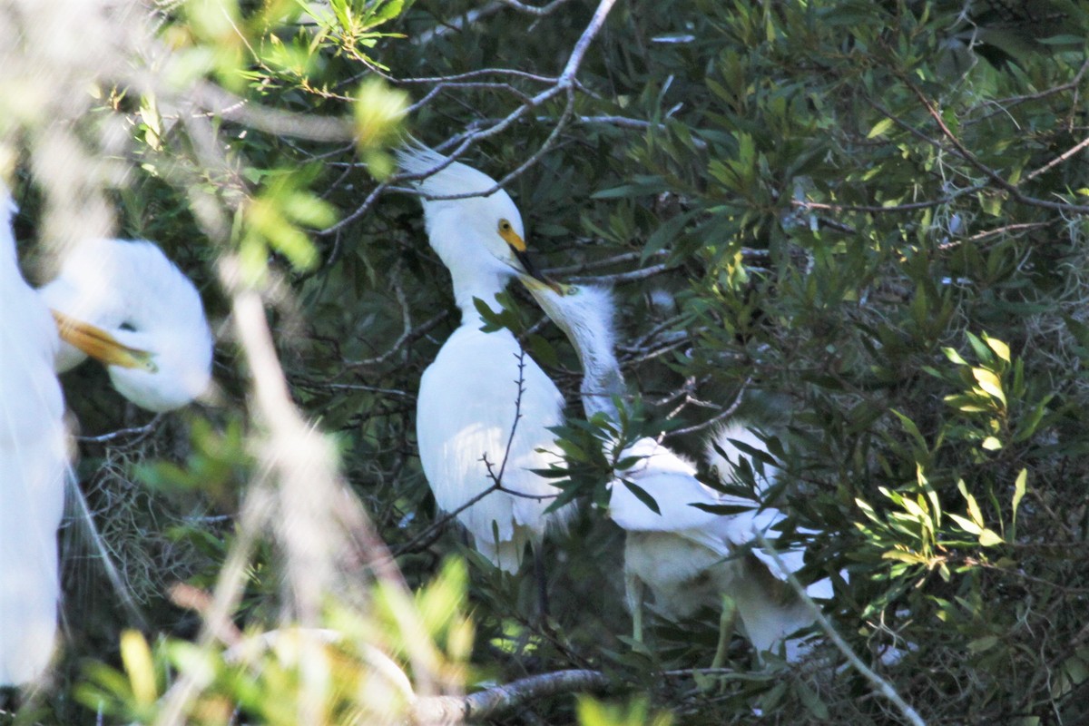 Snowy Egret - ML184936361