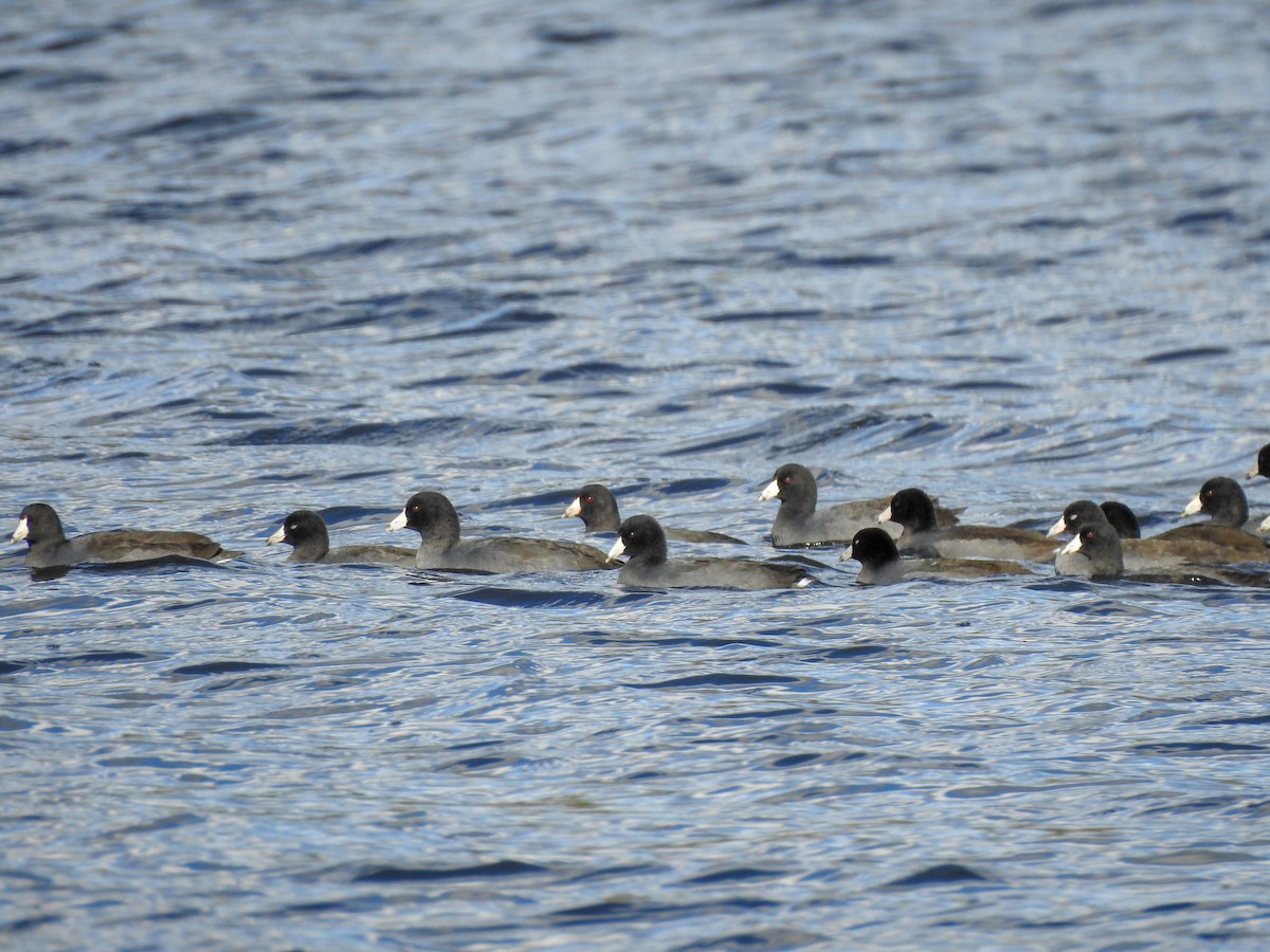 American Coot (Red-shielded) - ML184936551