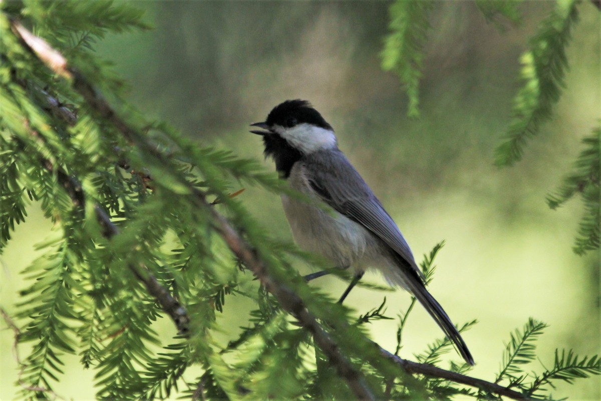 Carolina Chickadee - ML184936791