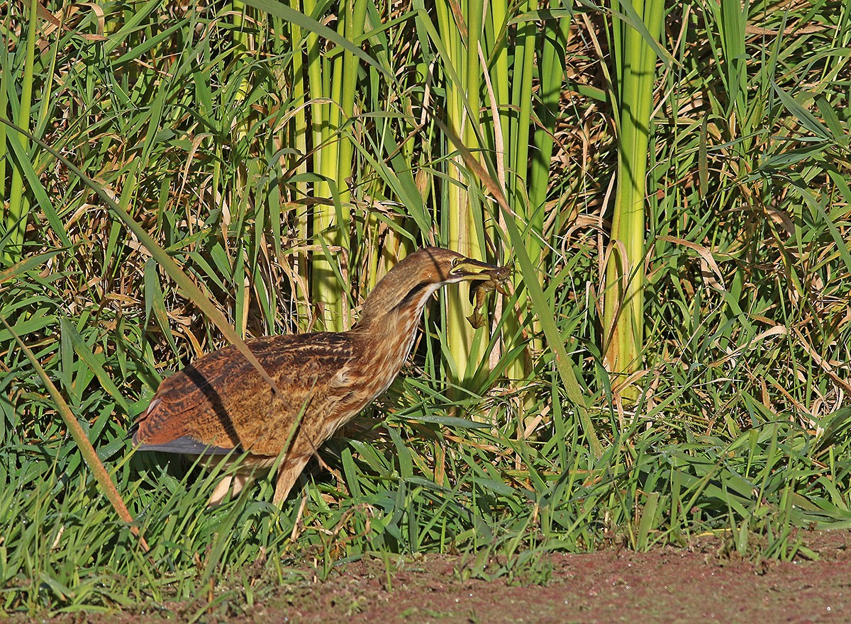 American Bittern - Marie O'Shaughnessy