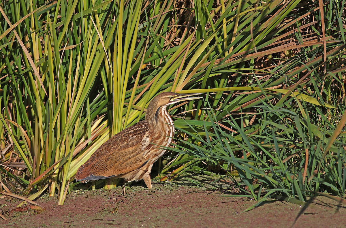 American Bittern - Marie O'Shaughnessy