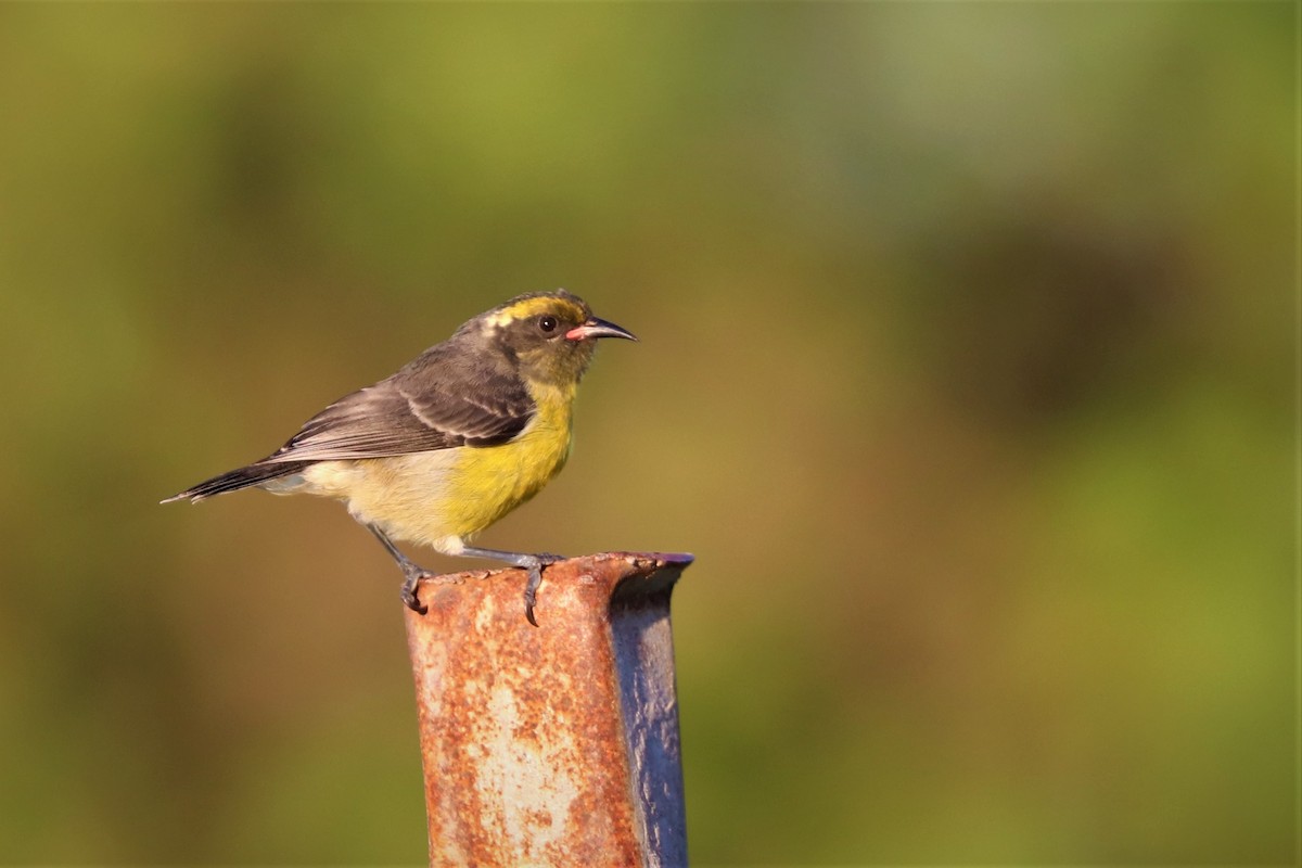 Bananaquit - ML184938551