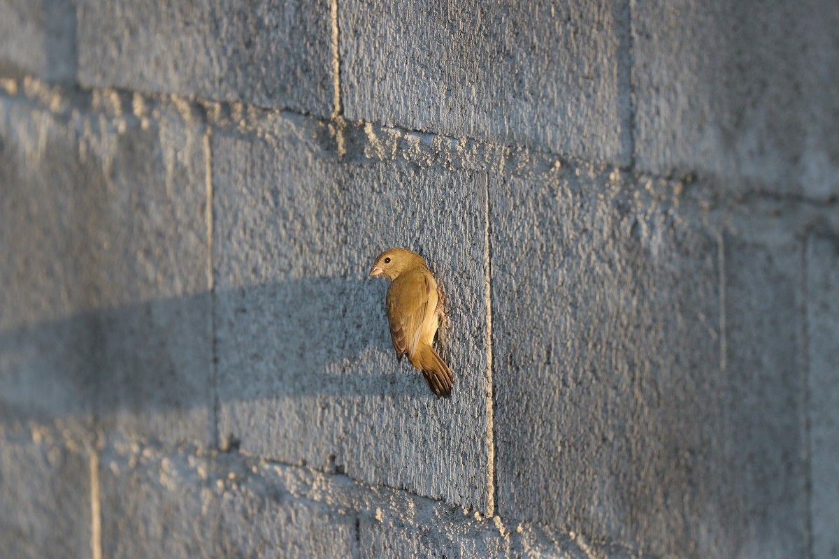 Black-faced Grassquit - ML184938591