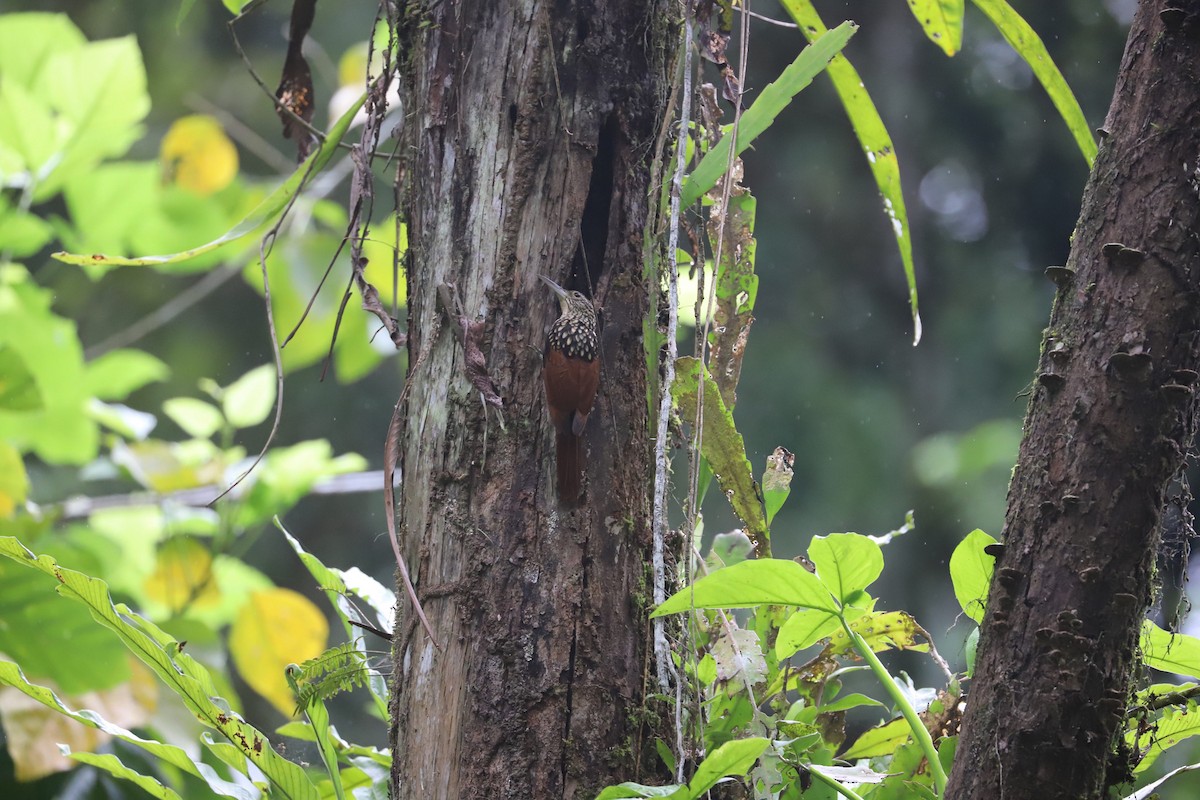 Black-striped Woodcreeper - Junior Cortes