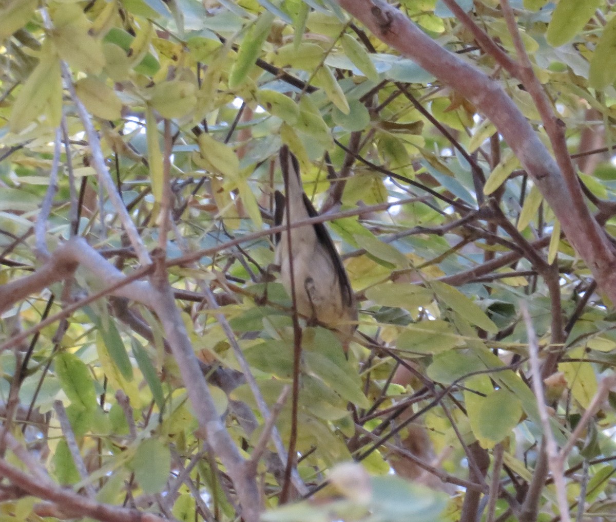 Blackburnian Warbler - ML184941961