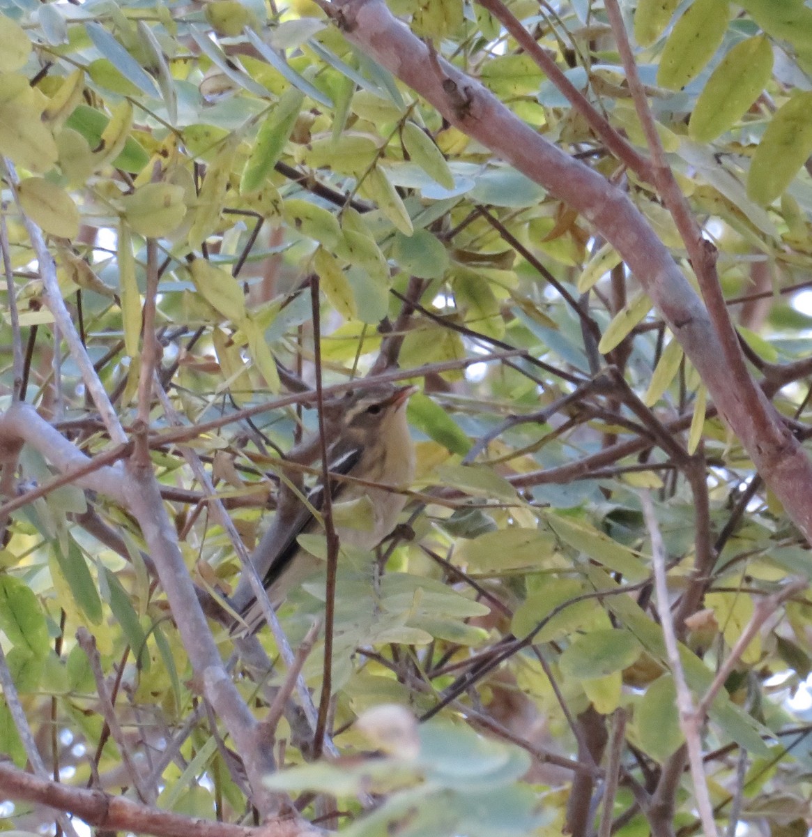 Blackburnian Warbler - ML184942041