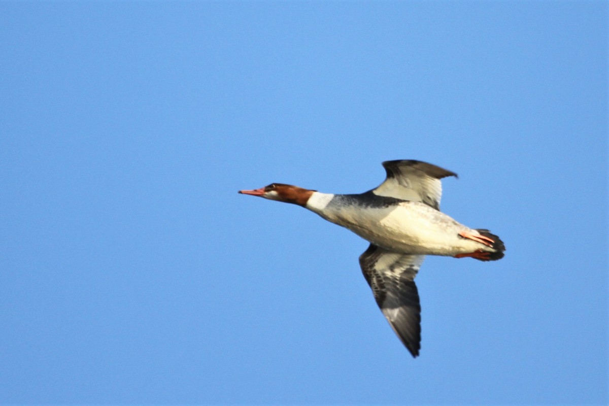 Common Merganser (North American) - ML184942101