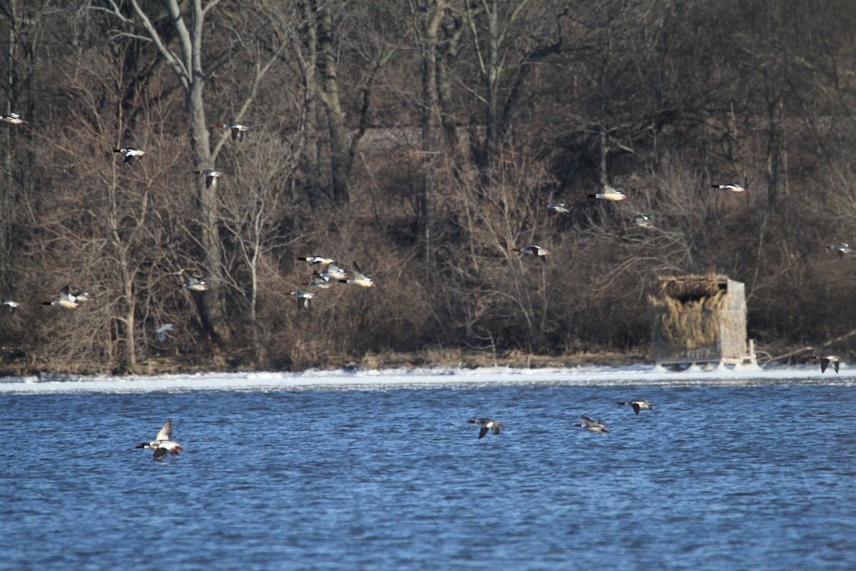 Common Merganser (North American) - ML184942111