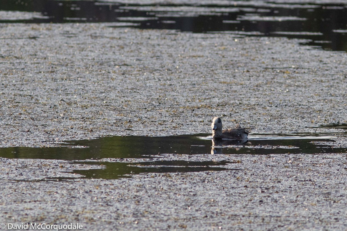 American Wigeon - David McCorquodale