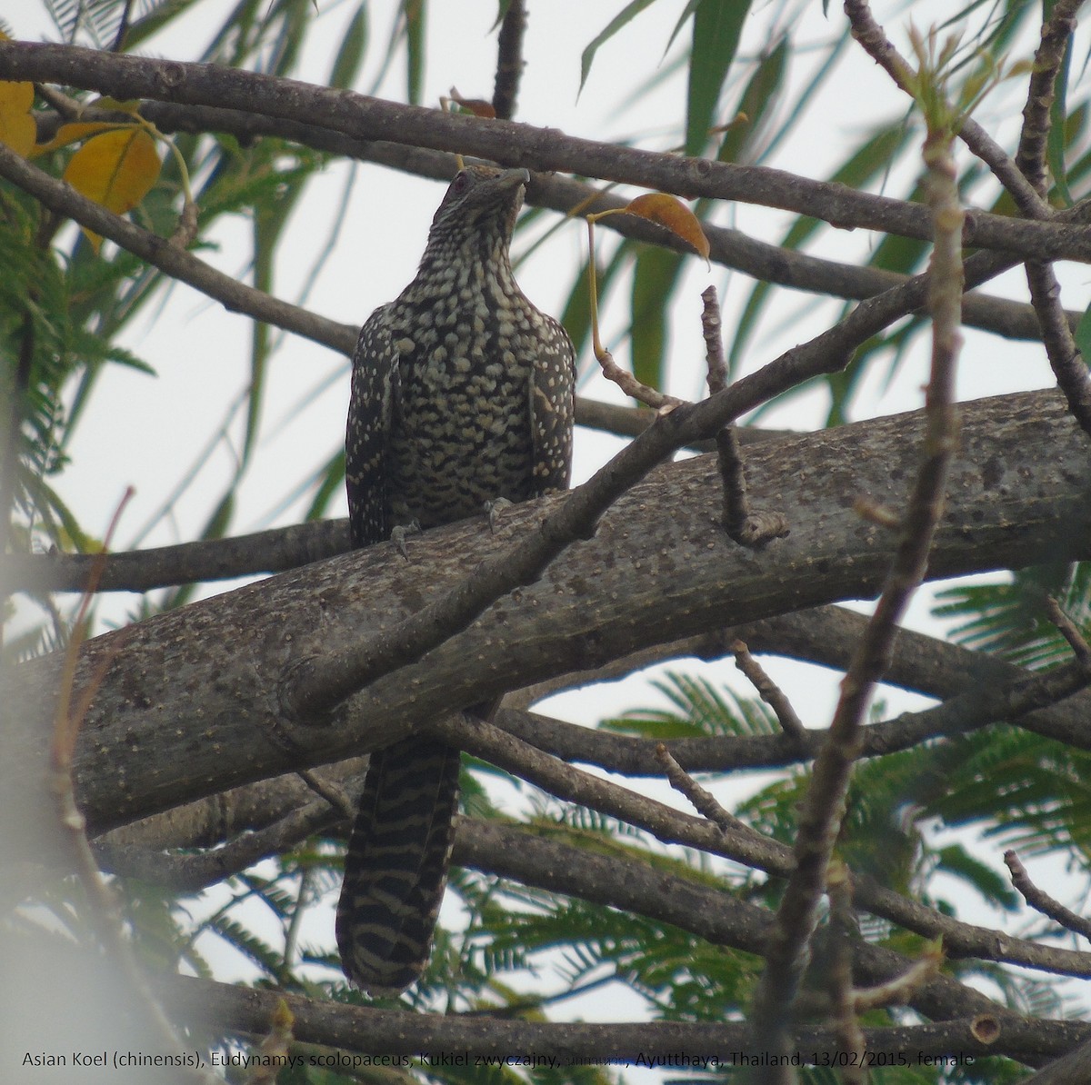 Asian Koel - ML184943861