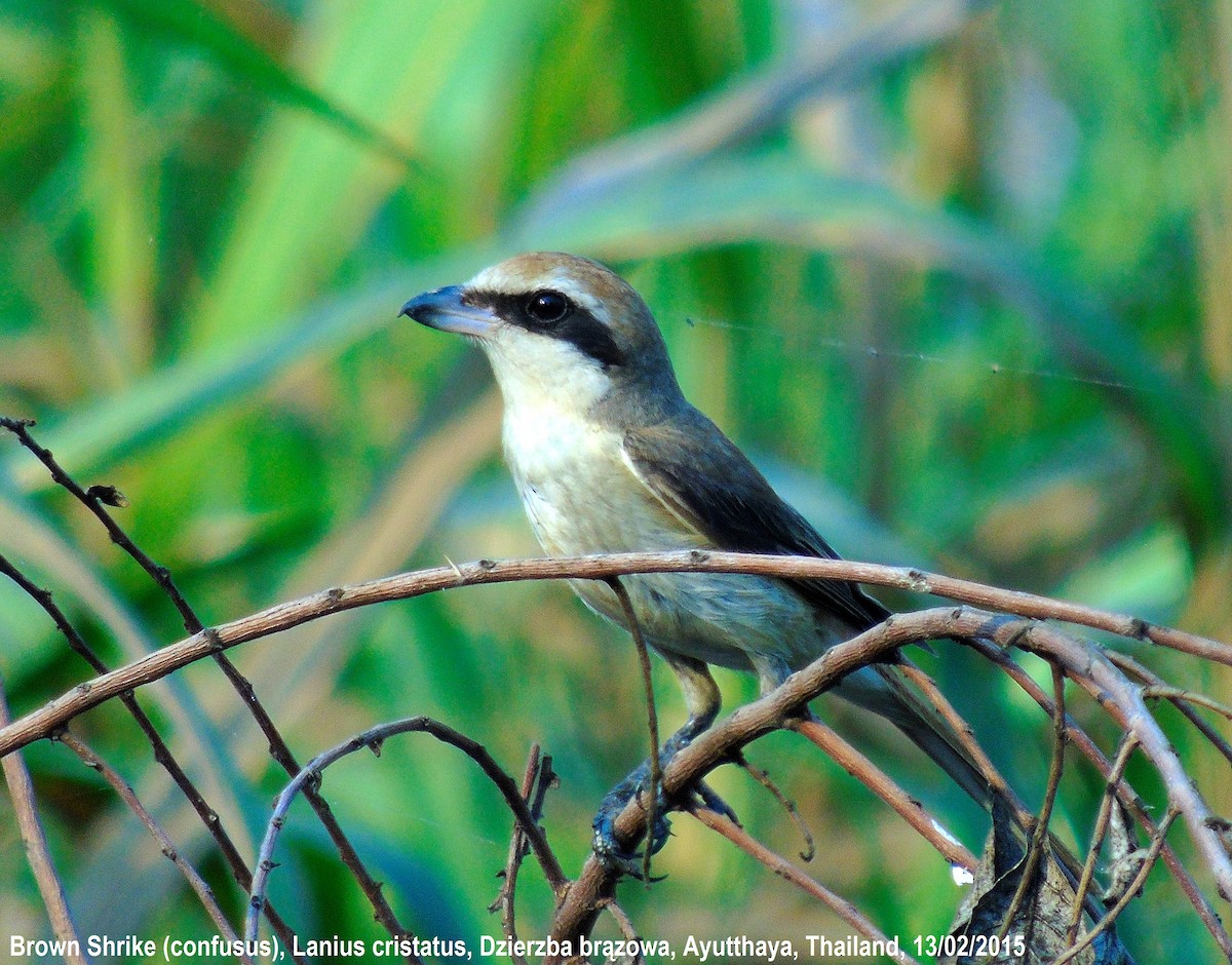 Brown Shrike - ML184944071