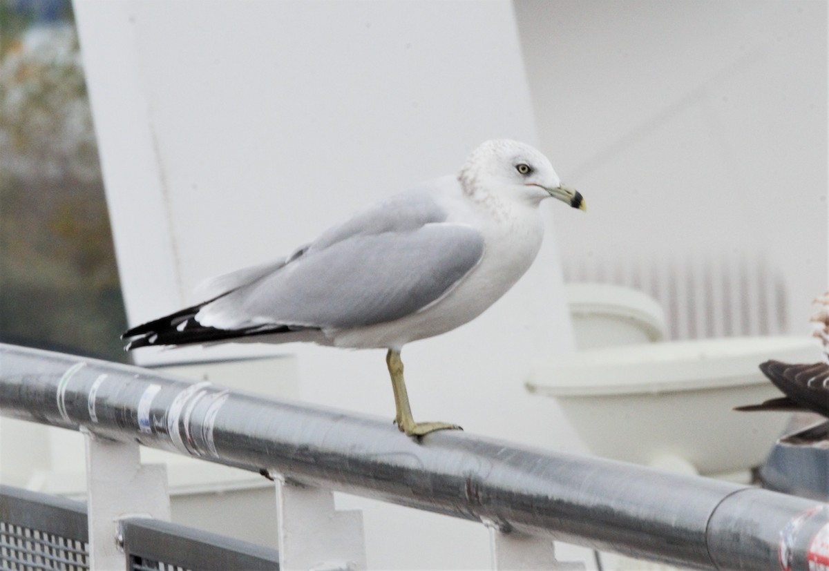 Ring-billed Gull - ML184944171