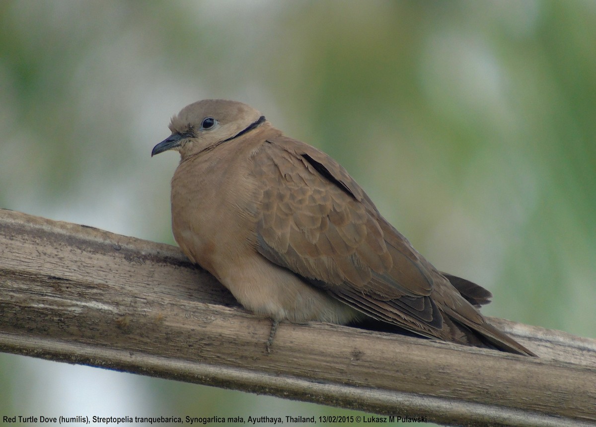 Red Collared-Dove - ML184944691