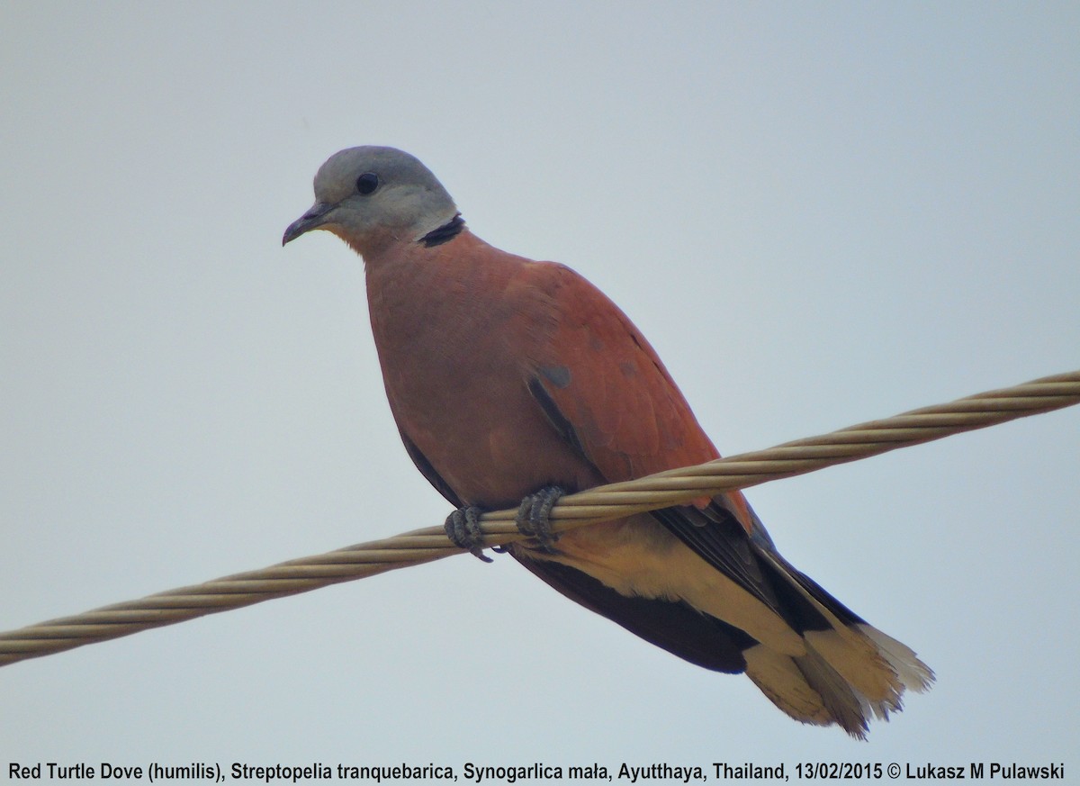 Red Collared-Dove - ML184944731