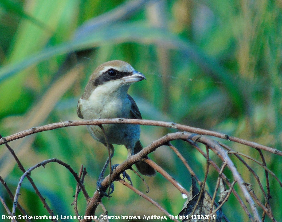 Brown Shrike - ML184944871