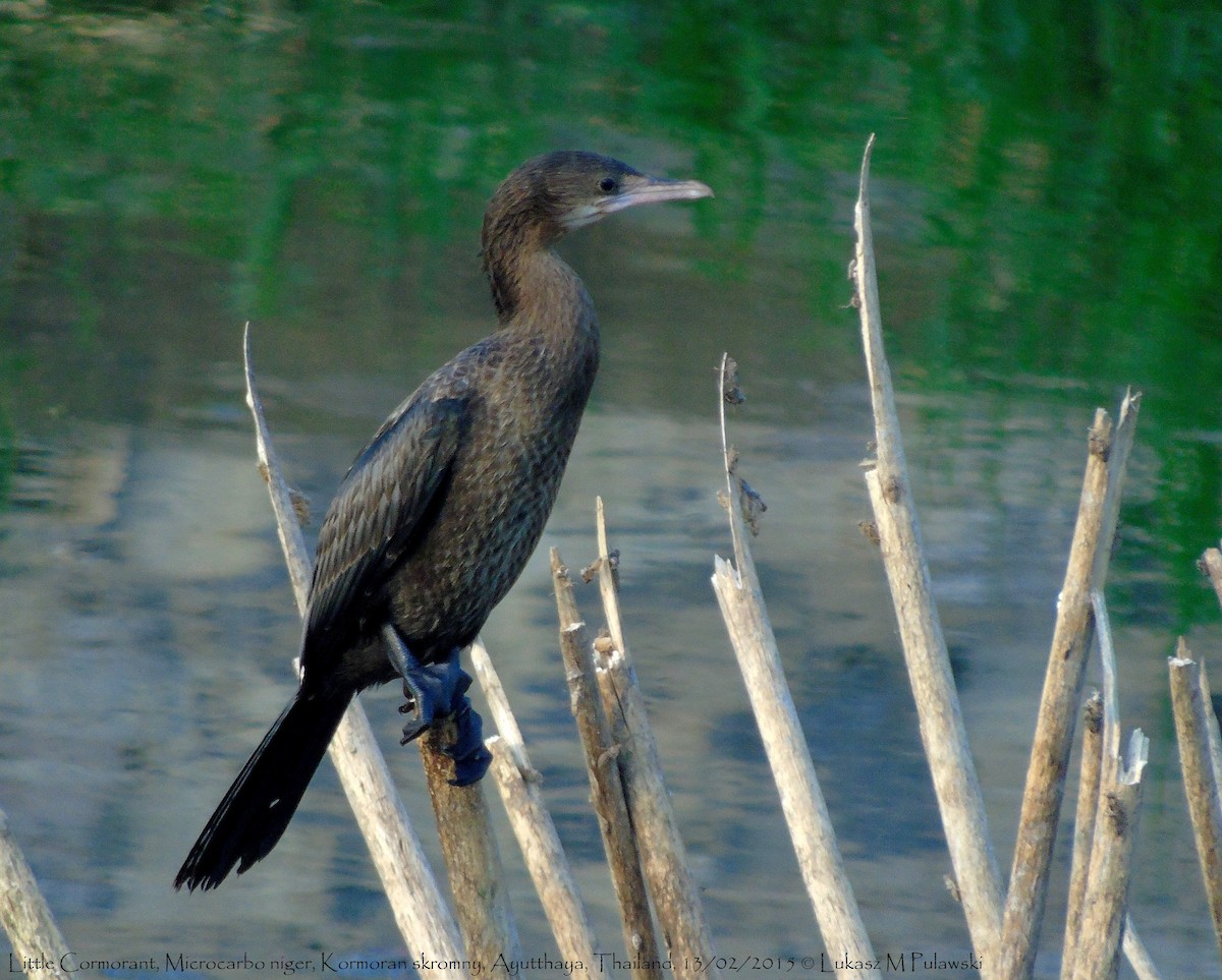 Cormorán de Java - ML184945091