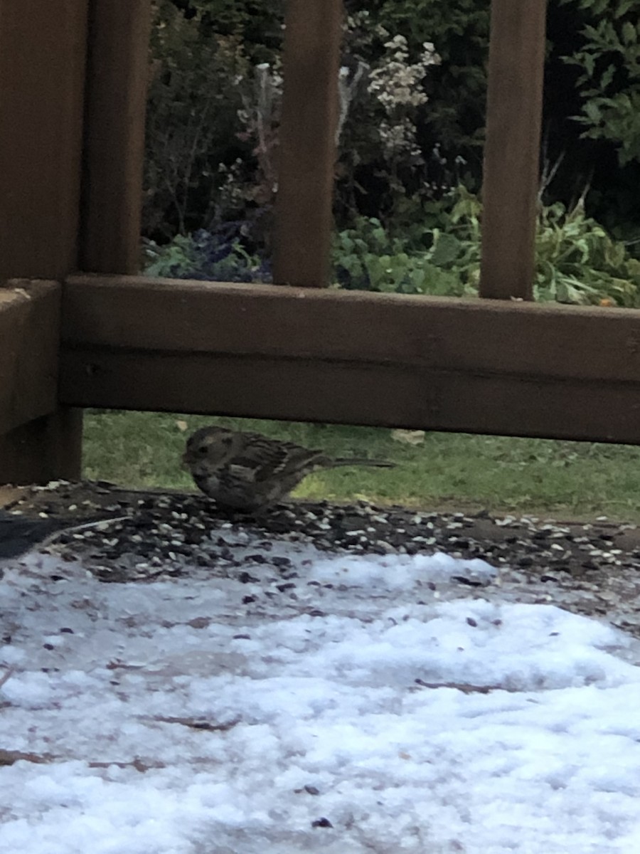 Harris's Sparrow - ML184945871