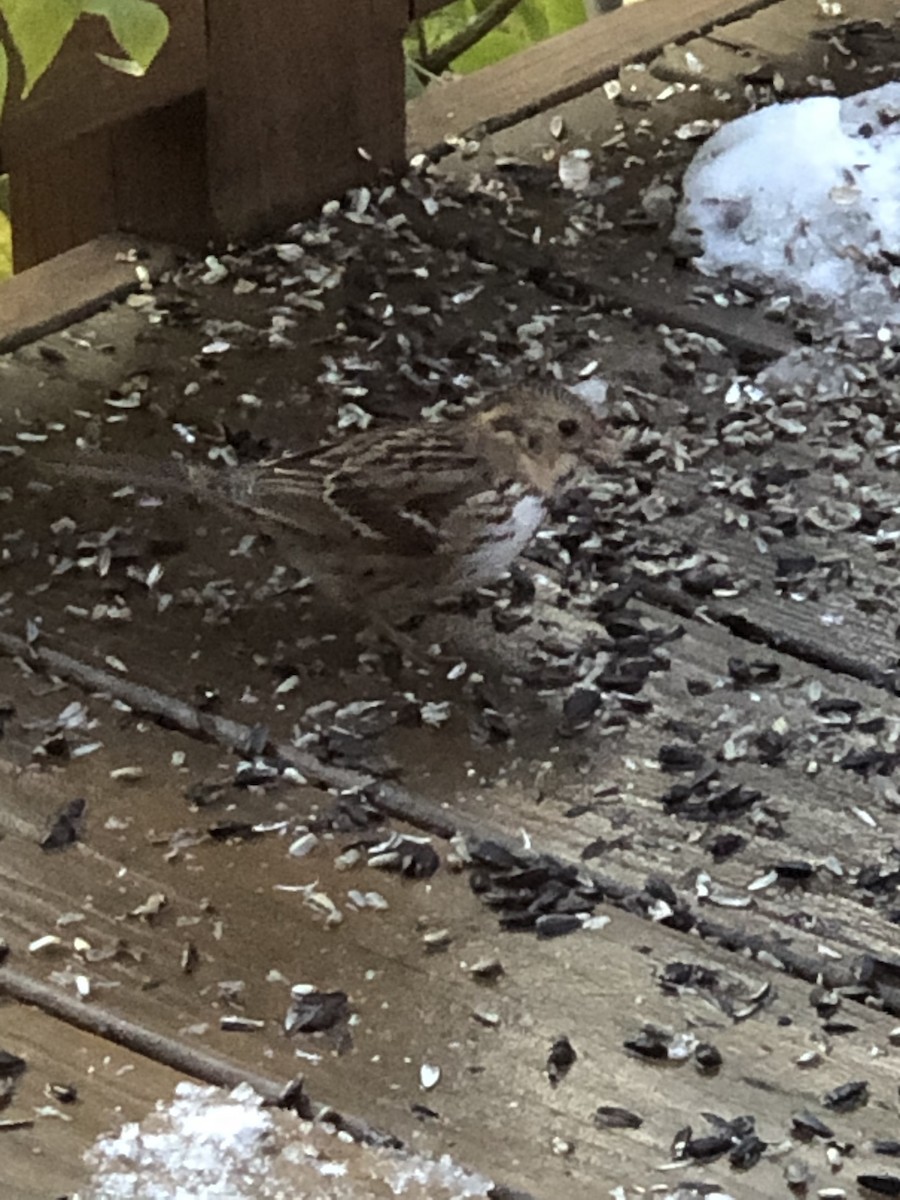 Harris's Sparrow - ML184945921