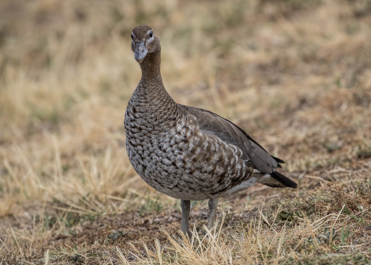 Canard à crinière - ML184946511