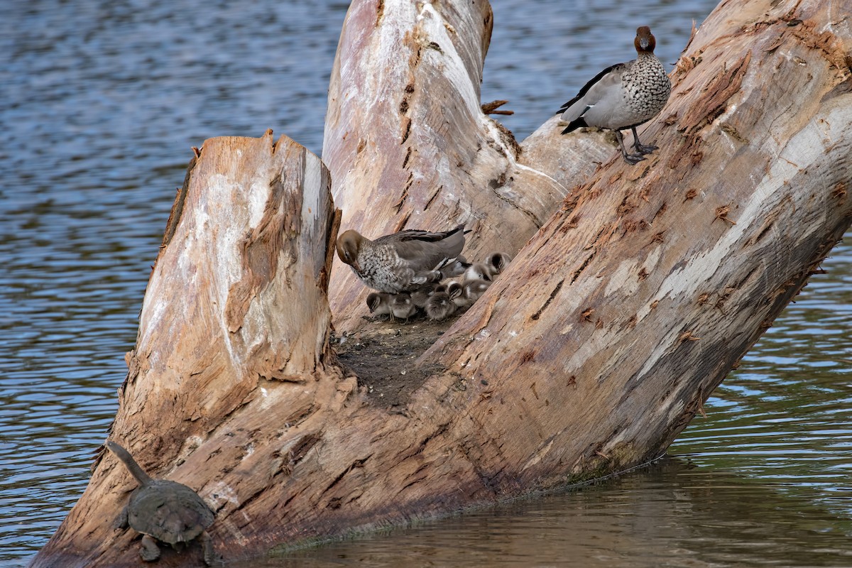 Maned Duck - ML184946531