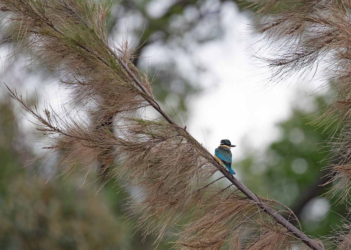 Sacred Kingfisher - ML184946551