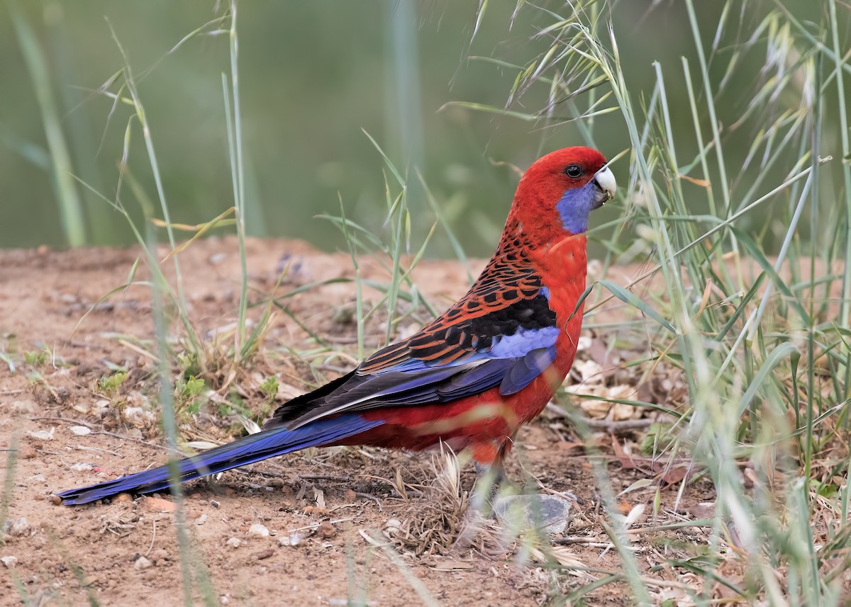 Crimson Rosella - Julie Clark