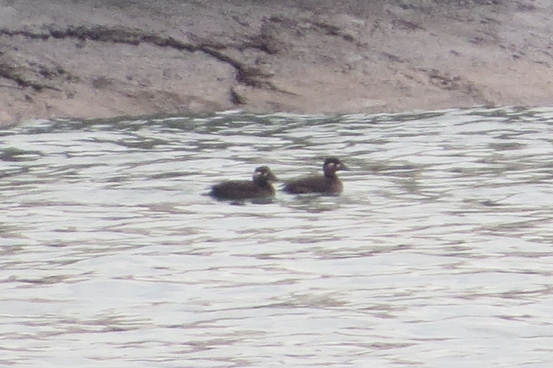 Surf Scoter - Jeff Skrentny