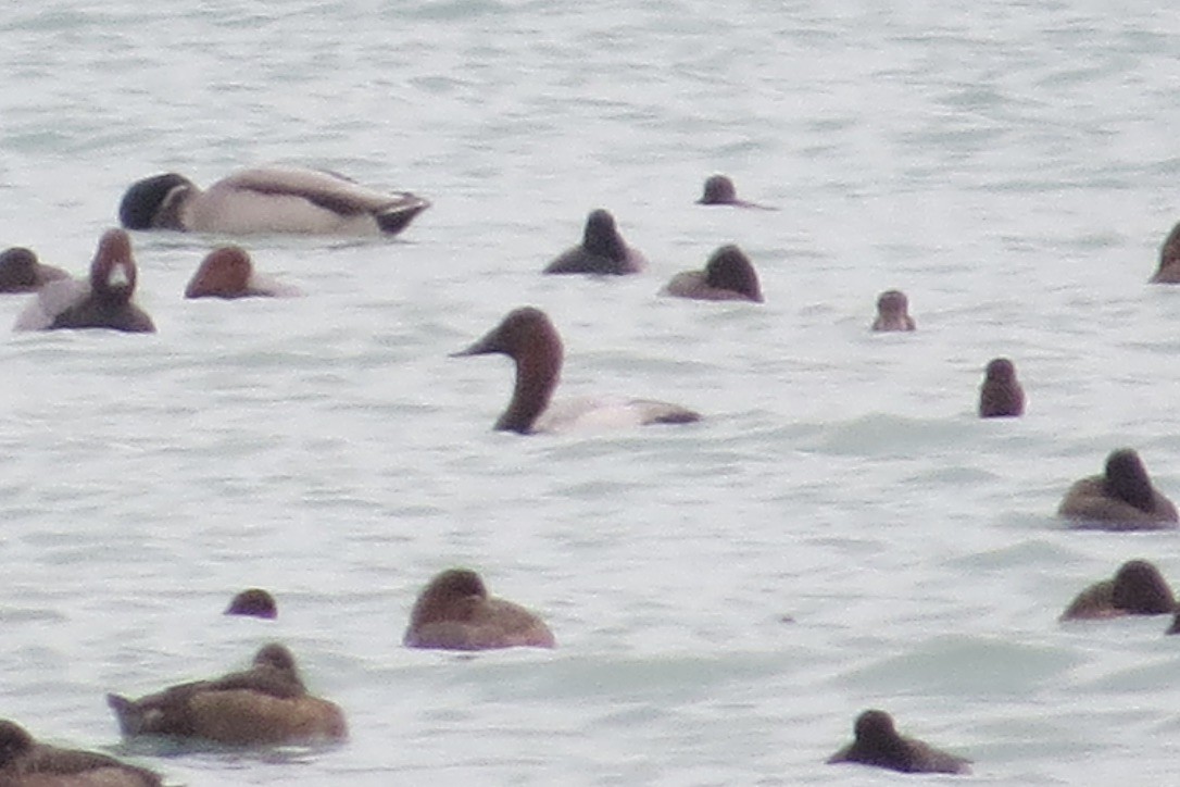 Canvasback - Jeff Skrentny