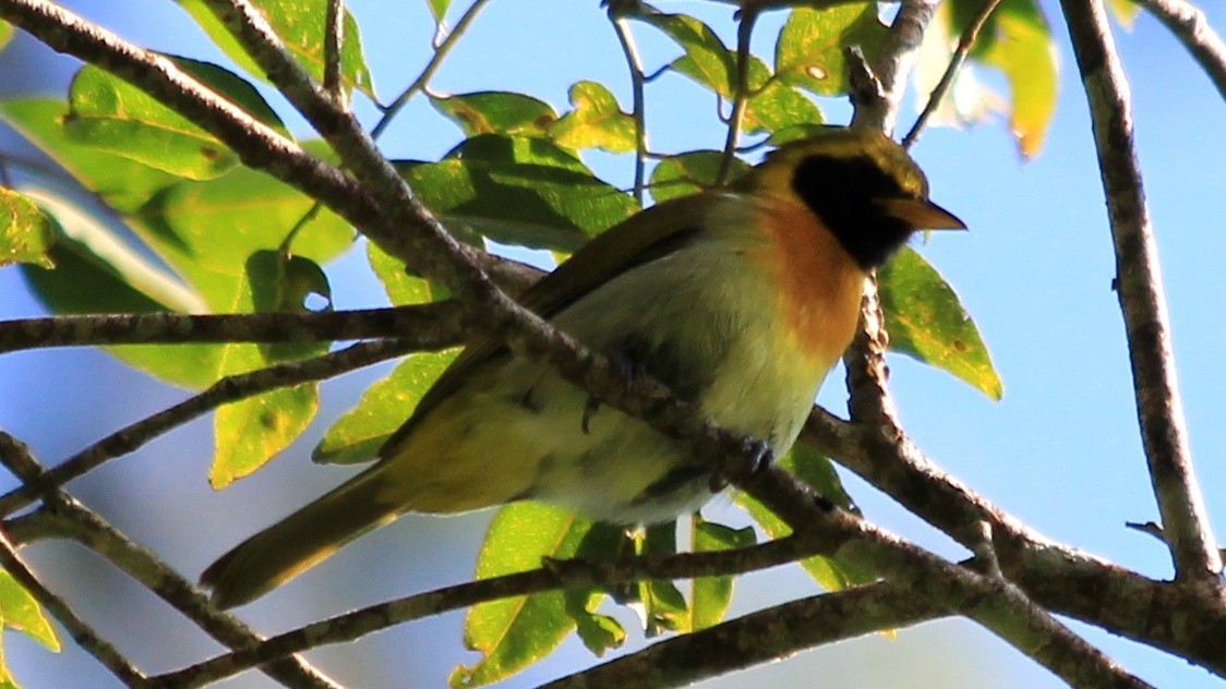 Guira Tanager - ML184948711