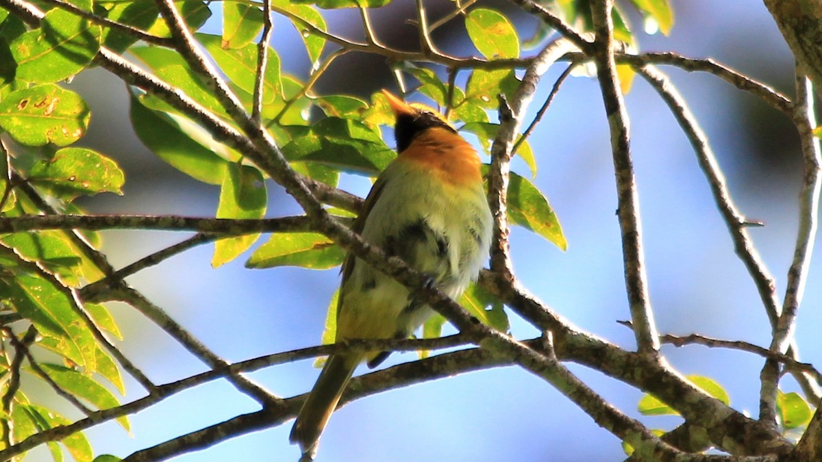 Guira Tanager - ML184948721