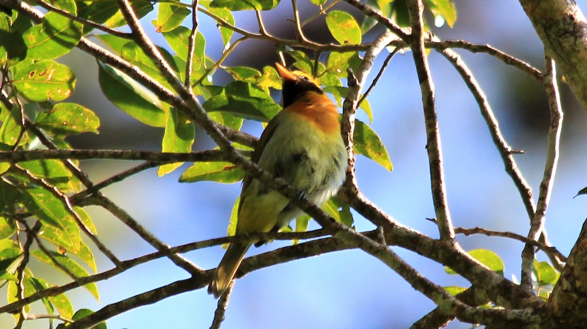 Guira Tanager - ML184948761