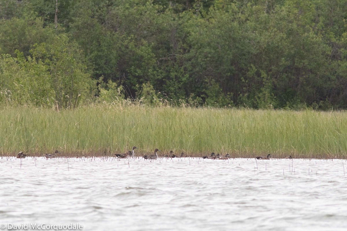 Northern Pintail - ML184948981