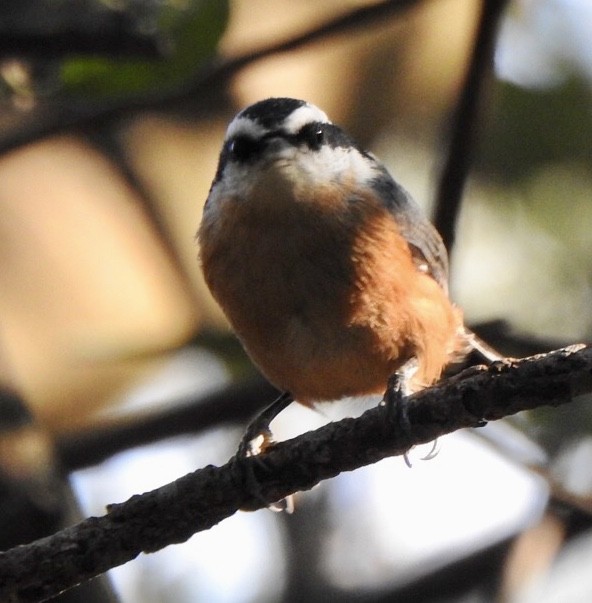 Red-breasted Nuthatch - ML184950281