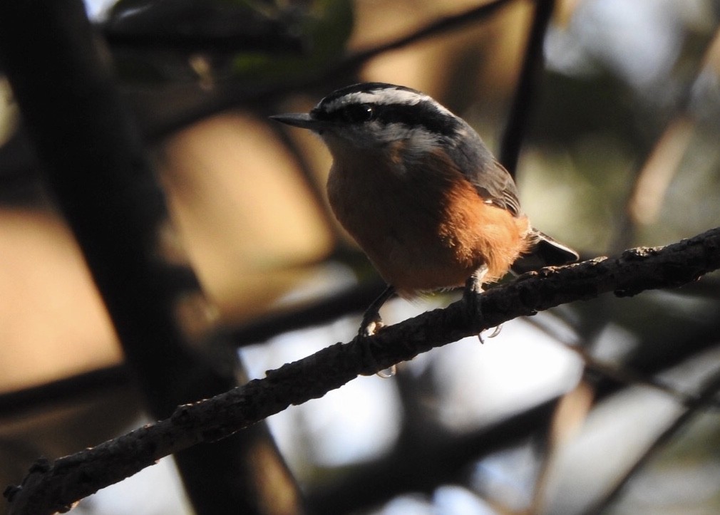 Red-breasted Nuthatch - ML184950291