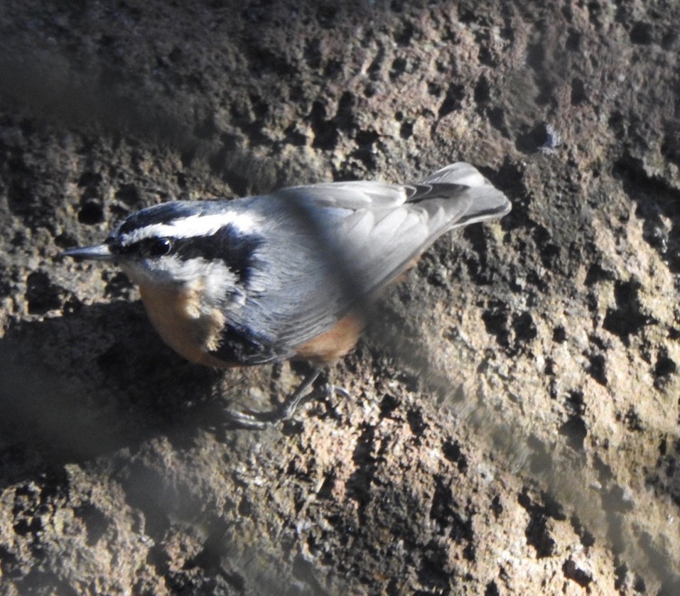 Red-breasted Nuthatch - ML184950311